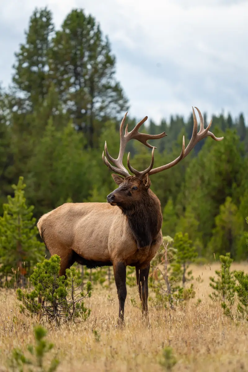 8x8 Bull Elk