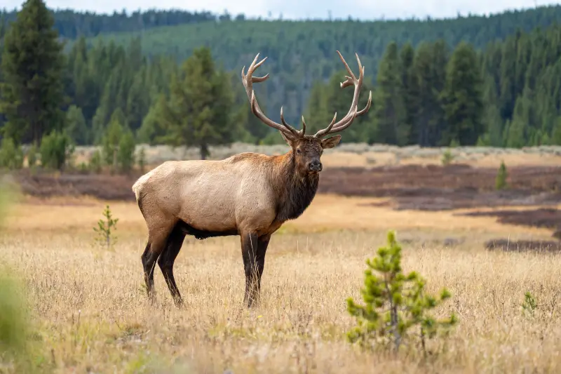 8x8 Bull Elk