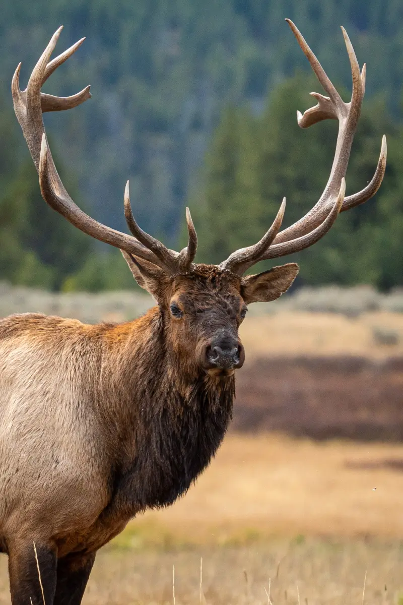 8x8 Bull Elk