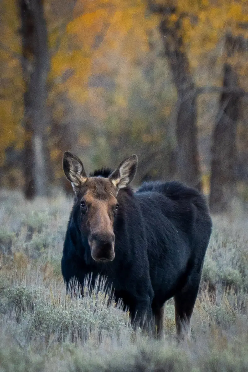Female Moose at dusk