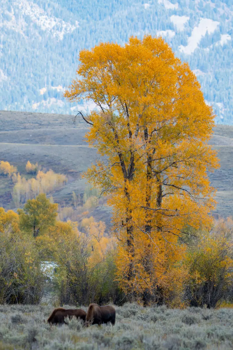 Moose under brilliant Cottonwood Trees