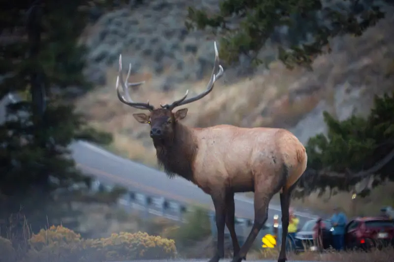 Bull Elk in Yellowstone's Northern Range