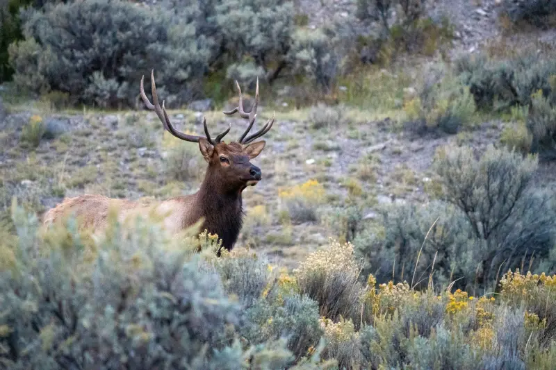 Bull Elk in Yellowstone's Northern Range