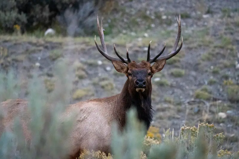 Bull Elk in Yellowstone's Northern Range