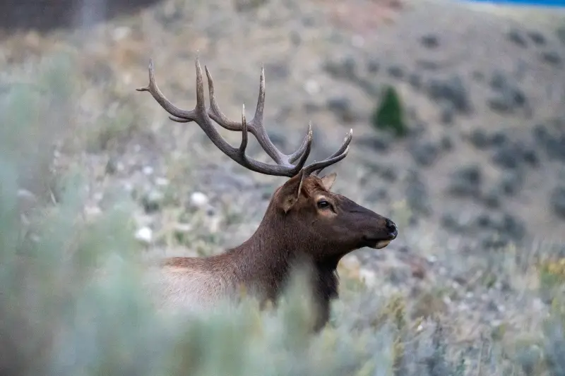 Bull Elk in Yellowstone's Northern Range