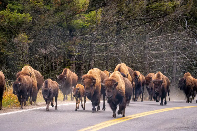 Bison Stampede