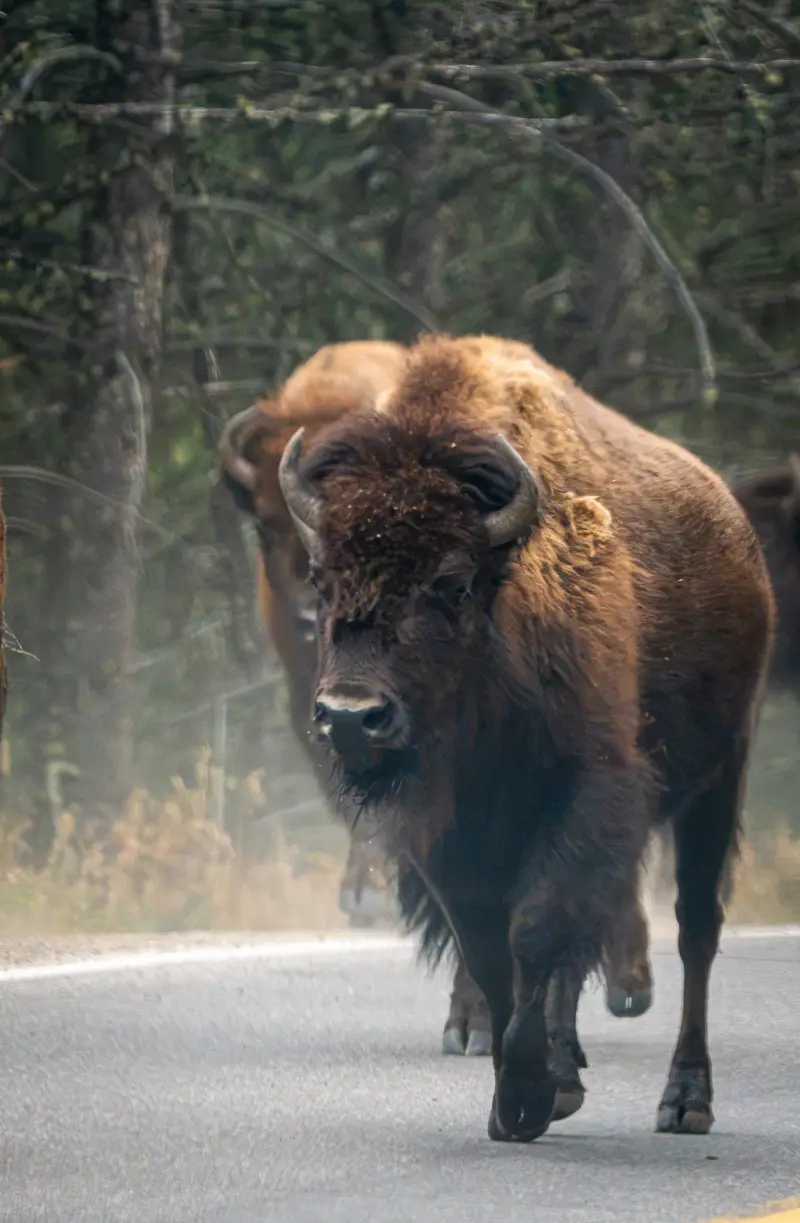 Bison