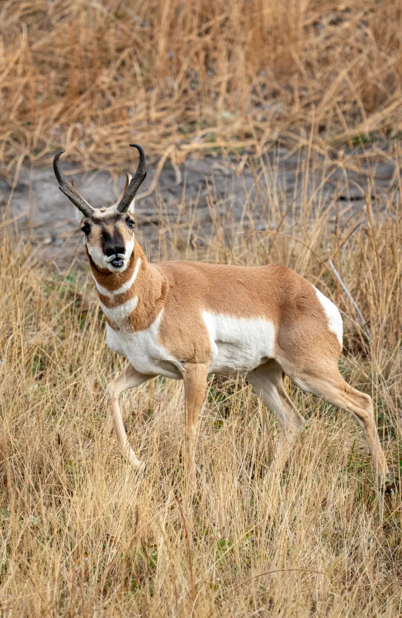 Pronghorn making a derp face