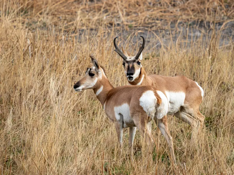 Two pronghorn, one with a derp face