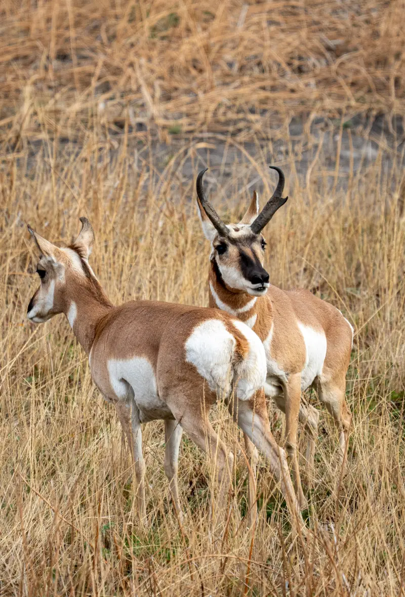 Two pronghorn