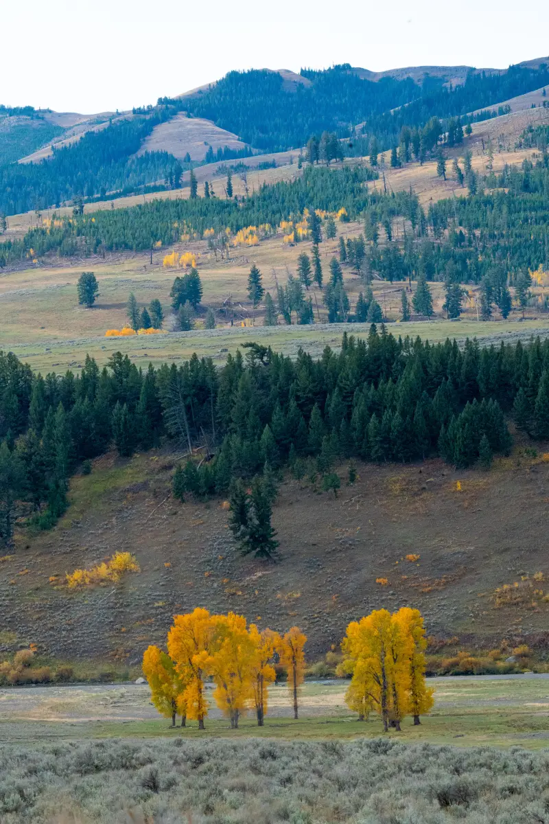 Cottonwood and Aspen trees
