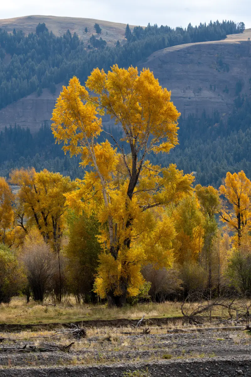Golden Cottonwood and Aspin trees