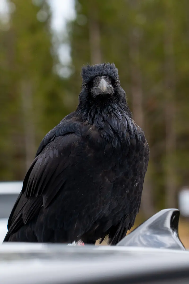 Raven on our roof