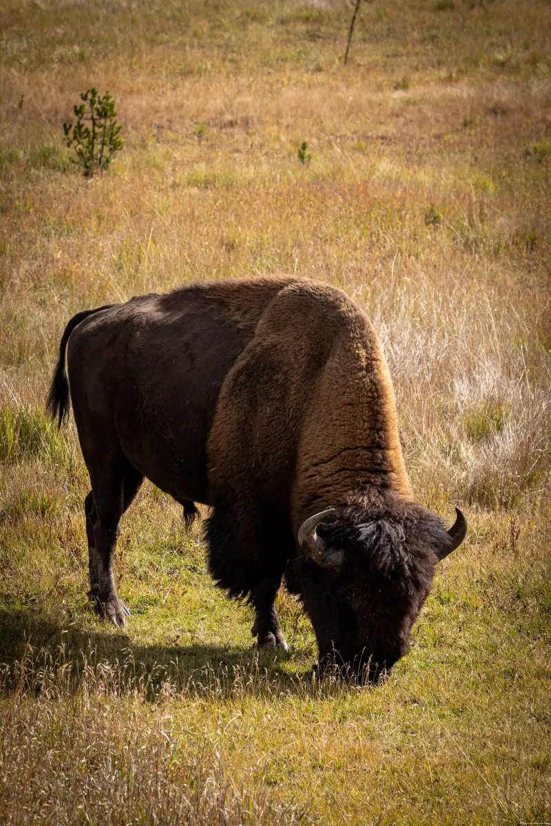 Bison. Chillin.