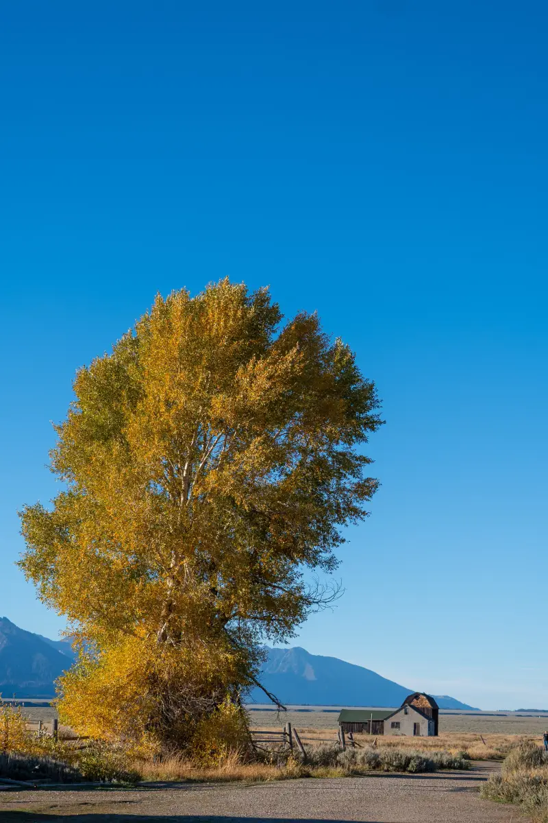 Cottonwood Tree at Mormon Row