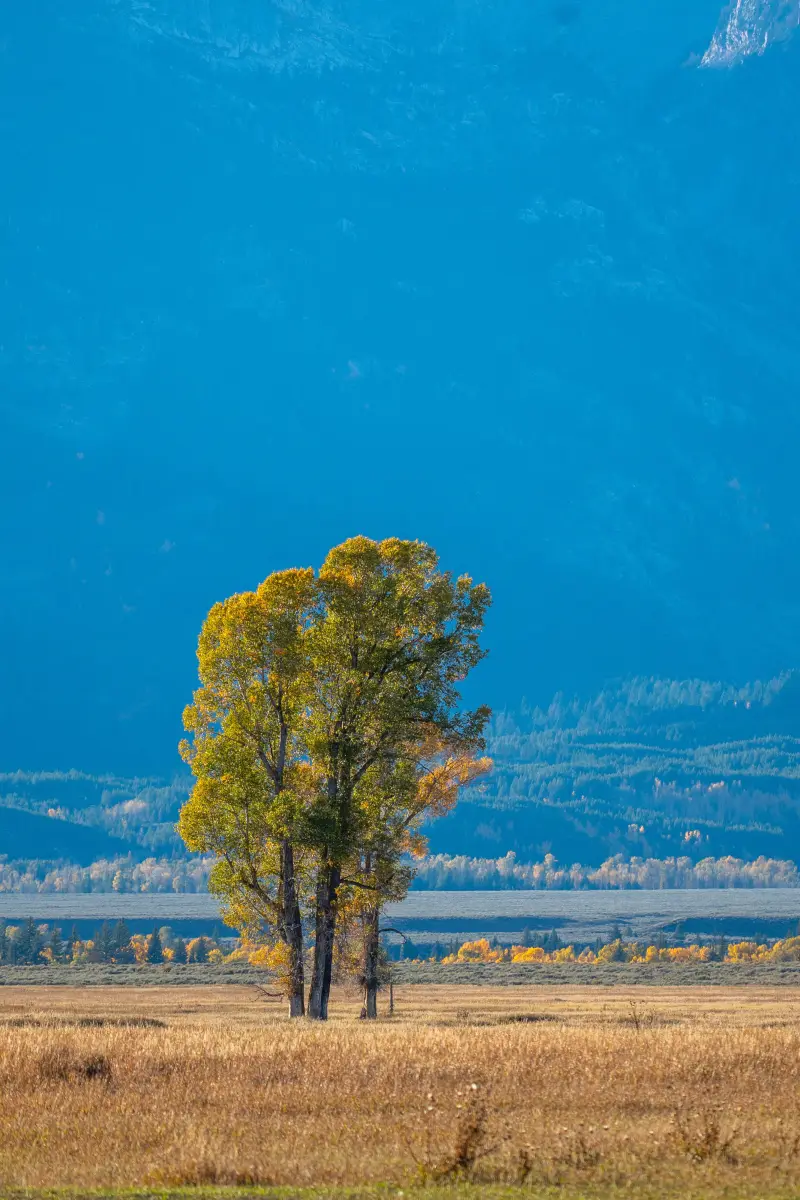 Lone Cluster of Cottonwood Trees at Mormon Row