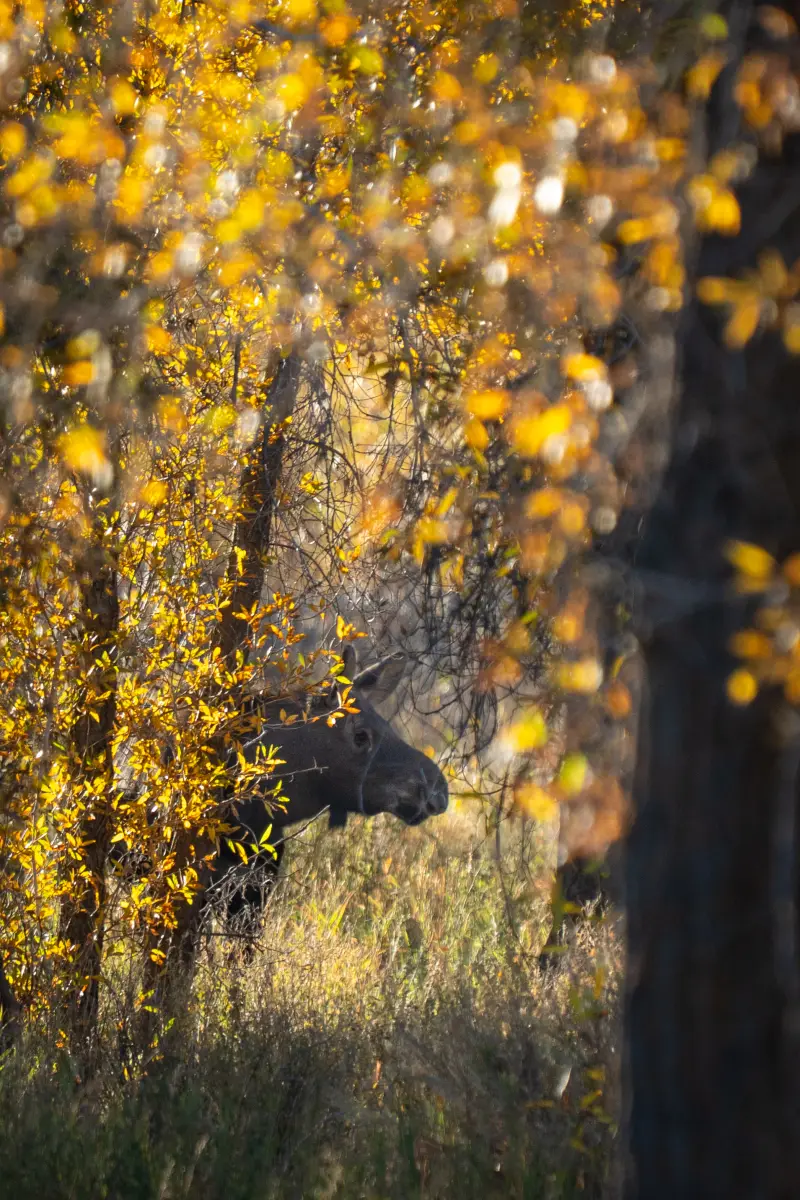 Moose in the golden woods
