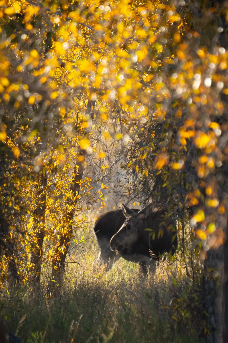 Moose in the golden woods