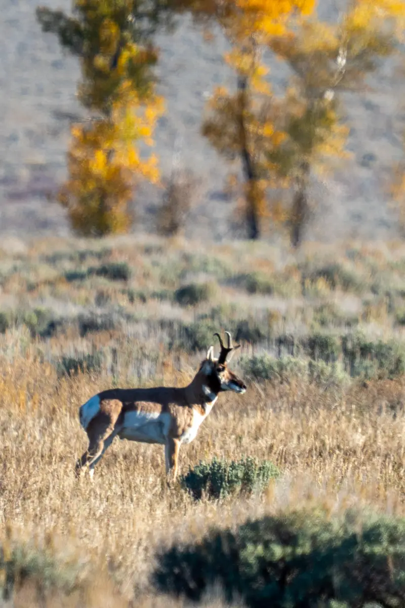 Pronghorn