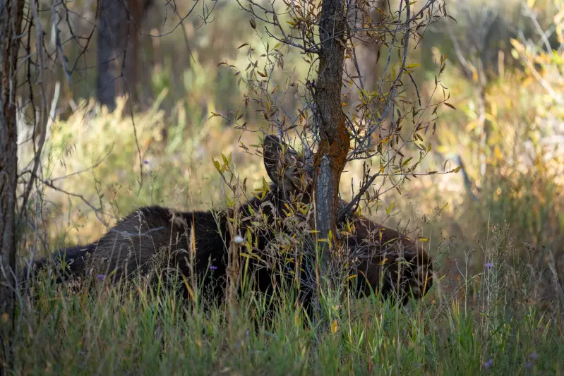 Moose bedding down by Gros Ventre River