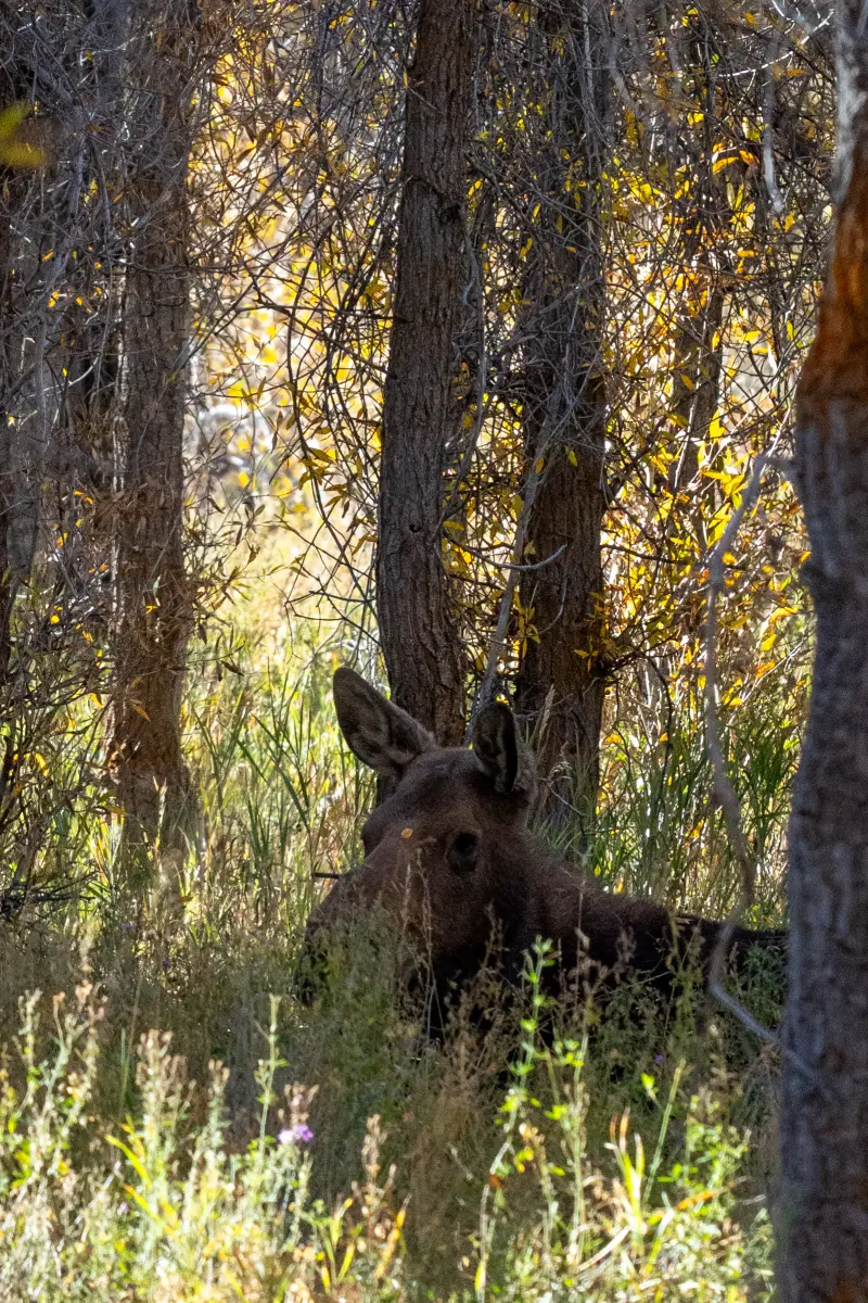 Moose bedding down by Gros Ventre River