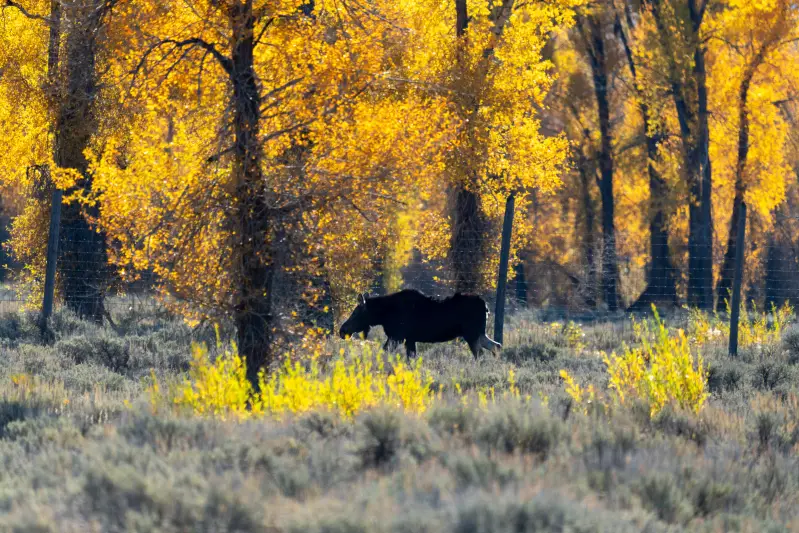 Moose on the move near Kelly Campground