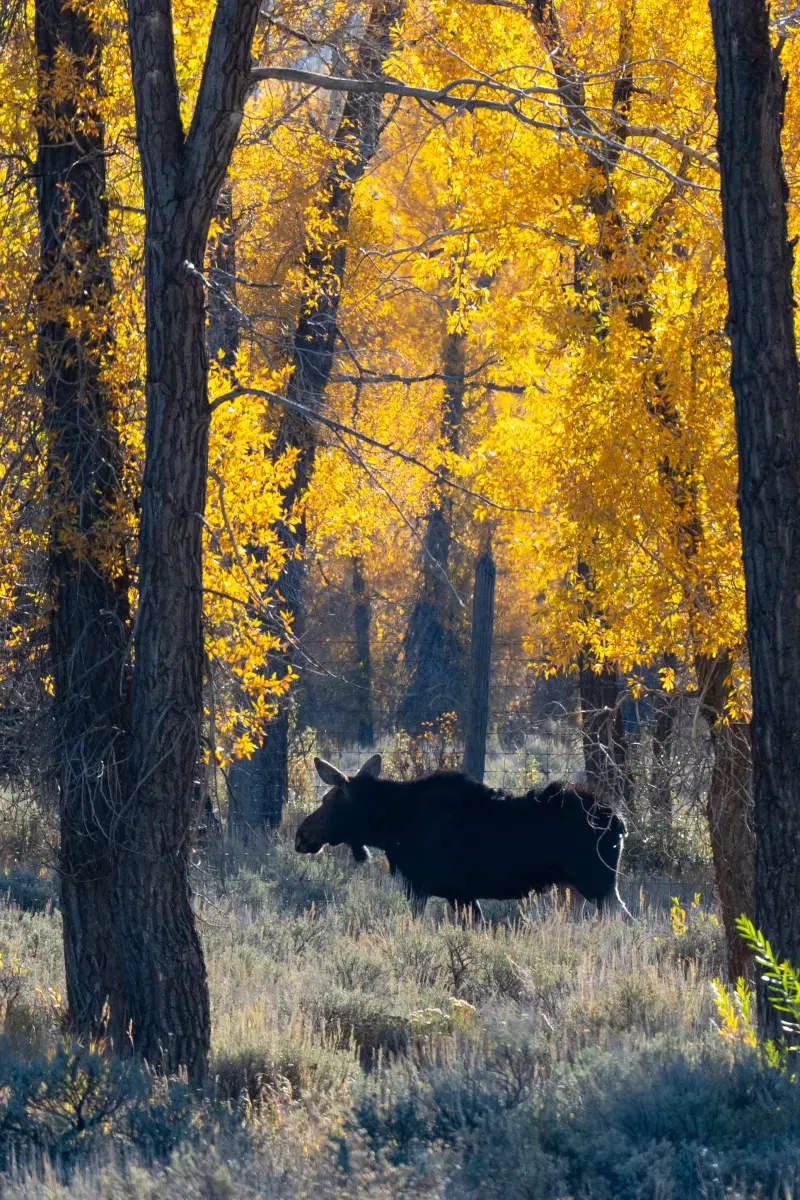 Moose on the move near Kelly Campground