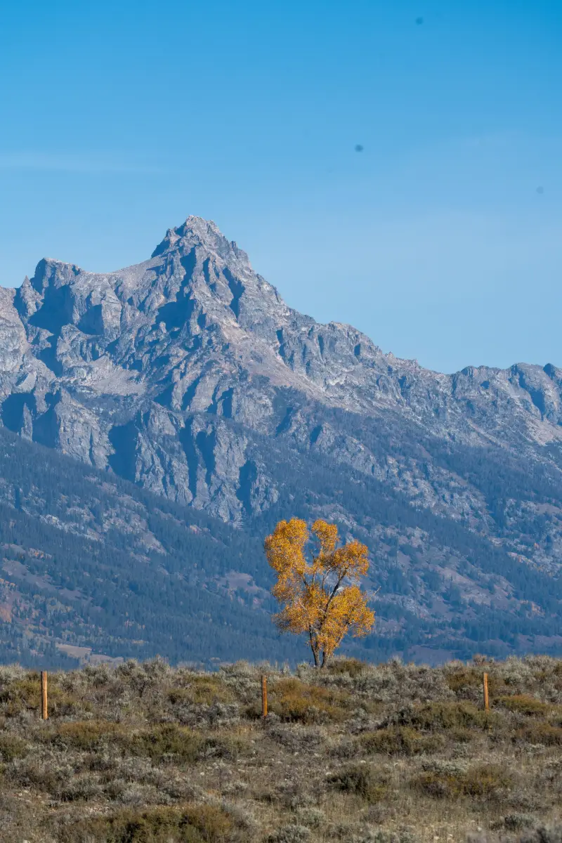 Lone Cottonwood Tree in front of Grand Teton