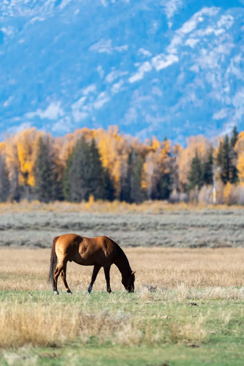 That's a horse.