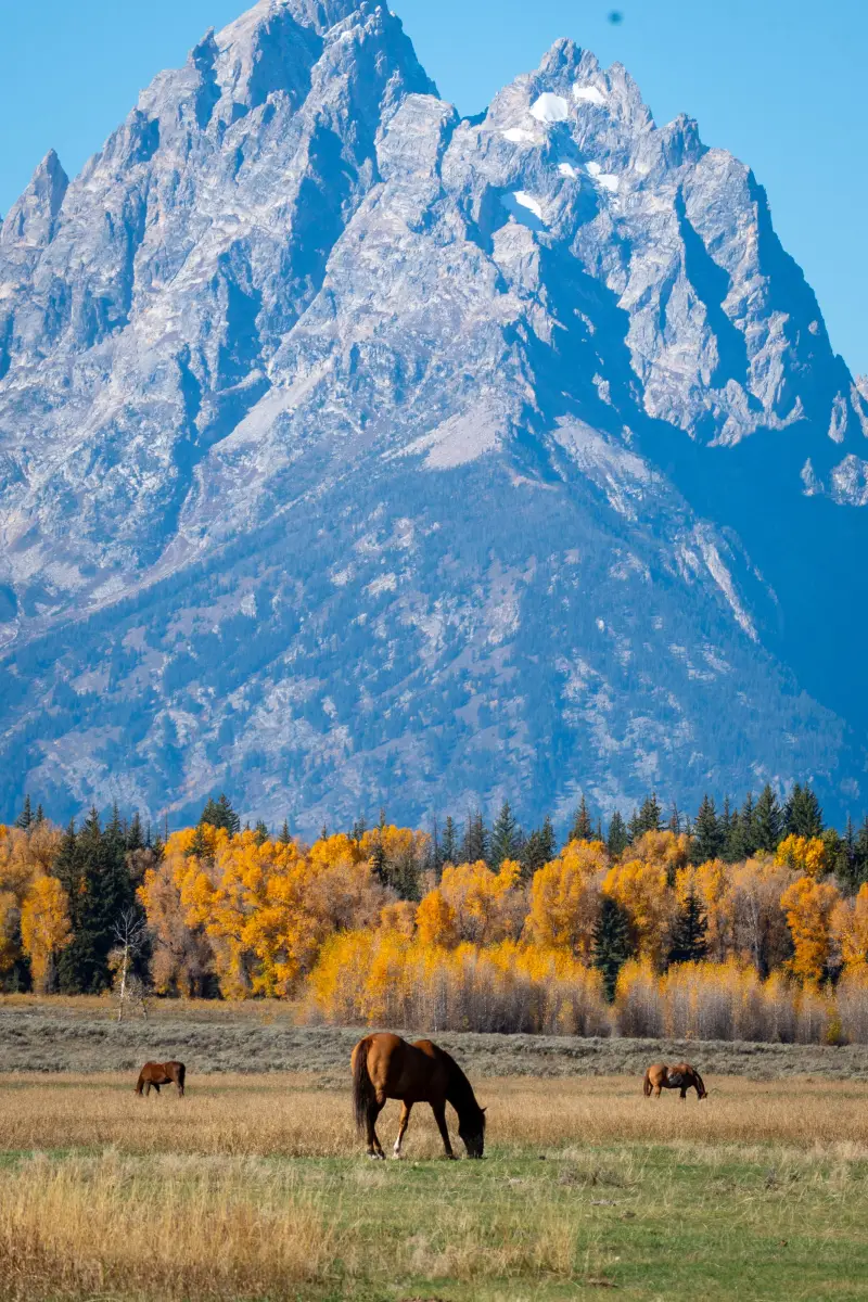 That's 3 horses