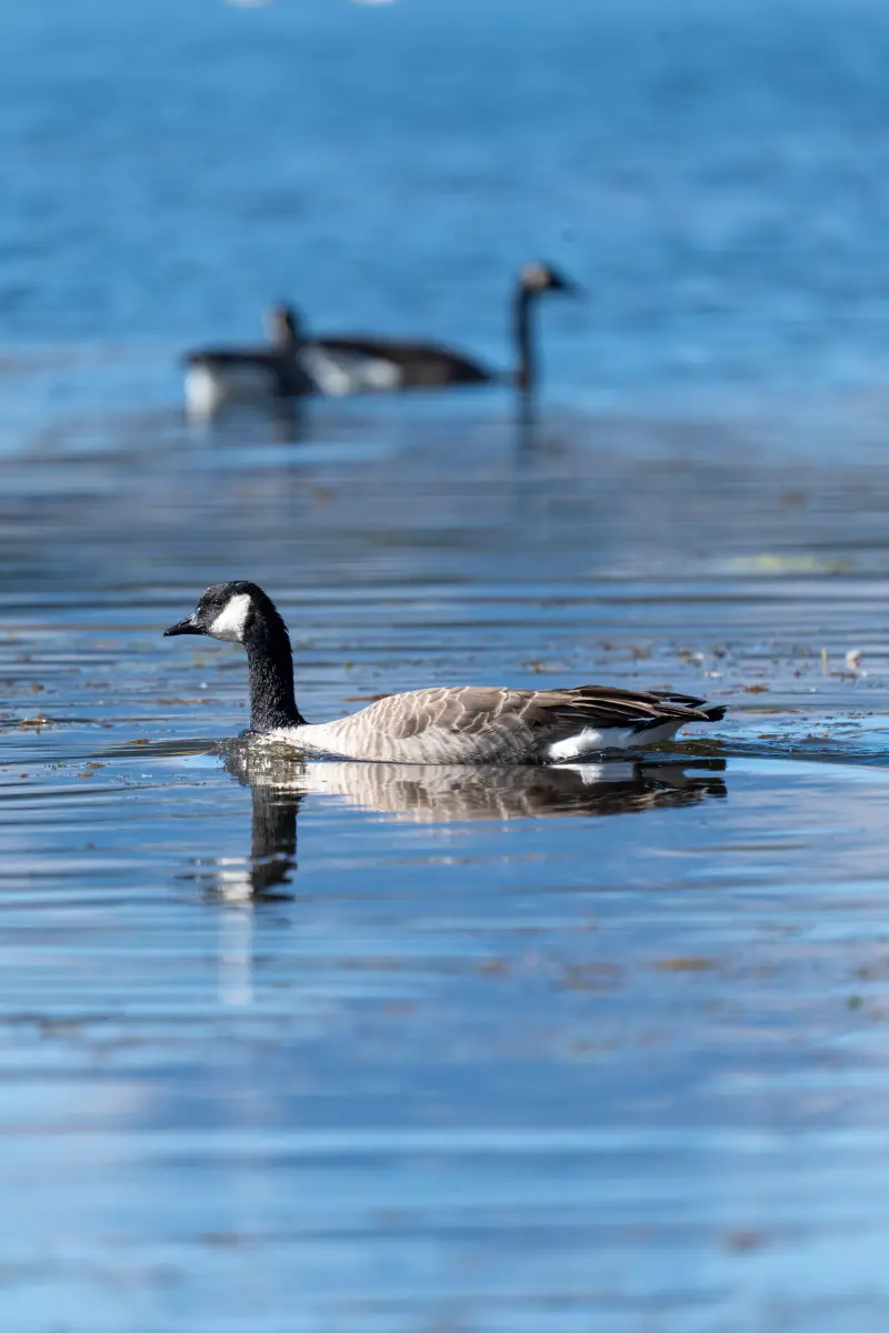 Canadian goose on the Snake River