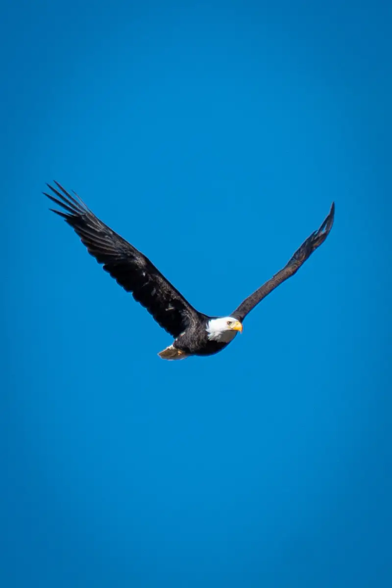 Bald Eagle over Oxbow Bend