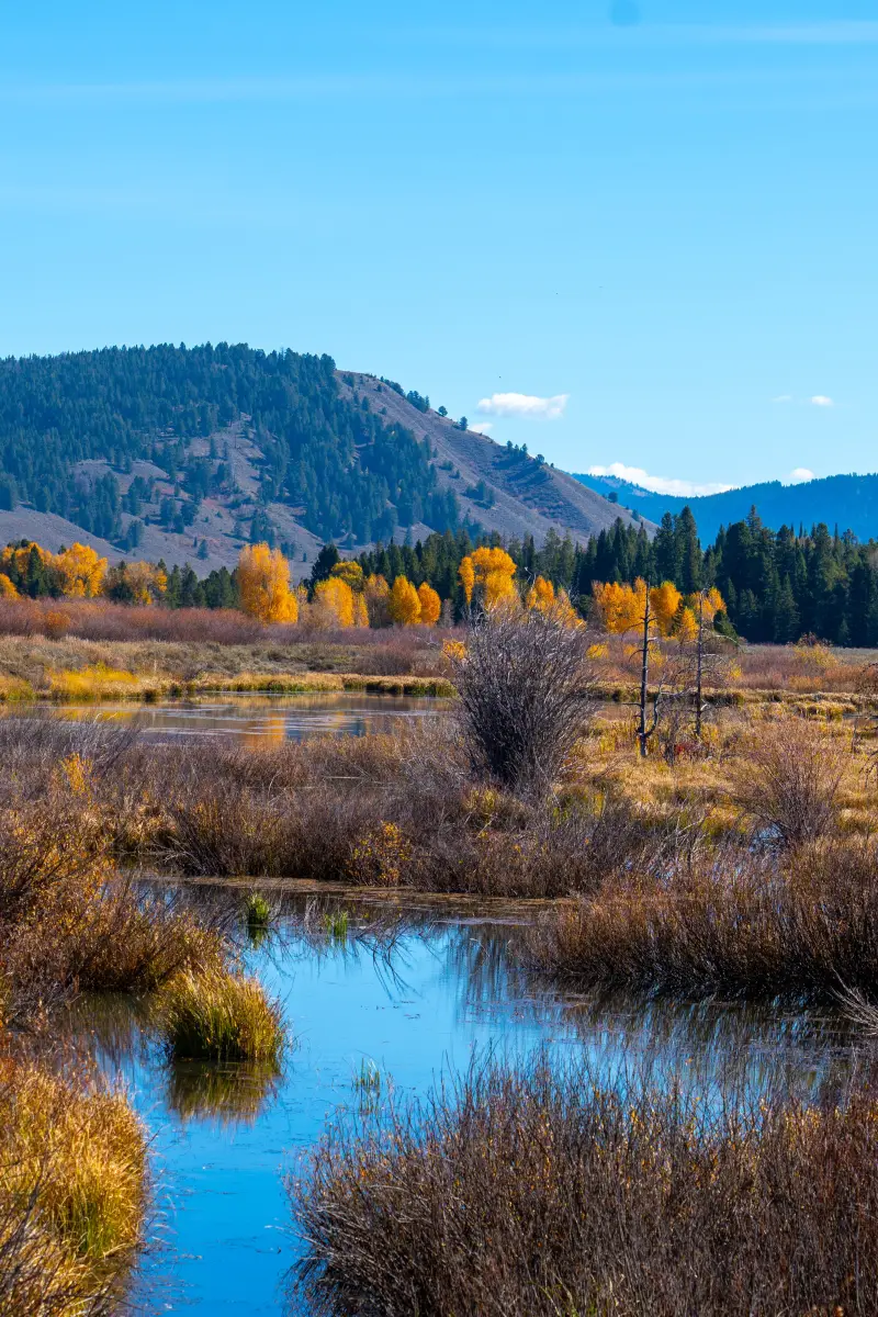 Wetlands