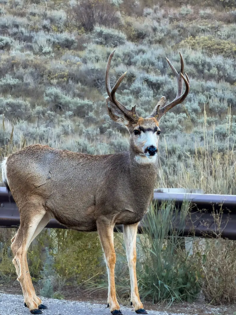 Mule Deer Buck