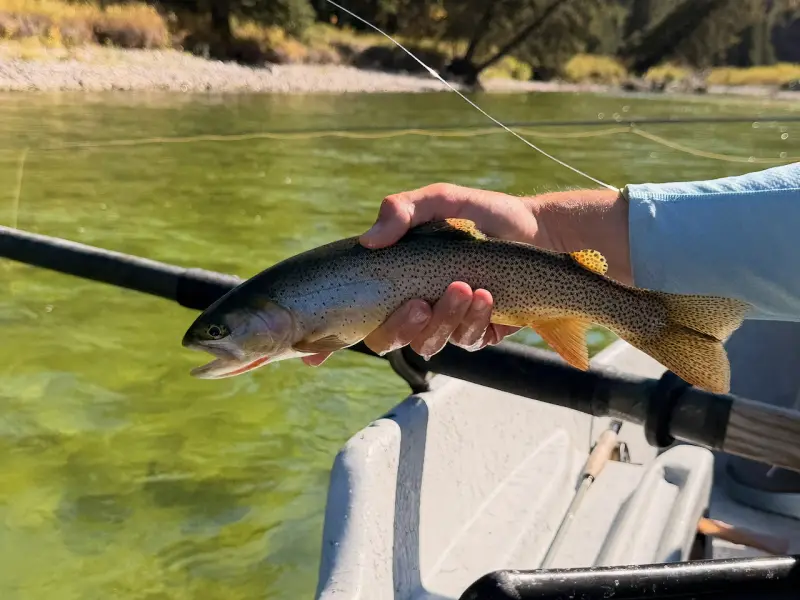 Cutthroat Trout on the Snake River